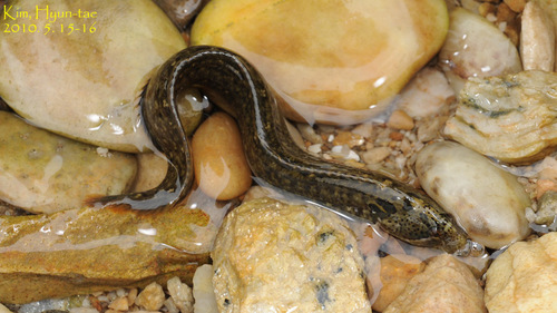 Dictyosoma temminckii