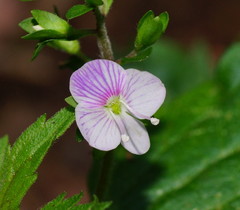Veronica notabilis