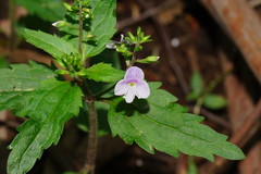 Veronica notabilis