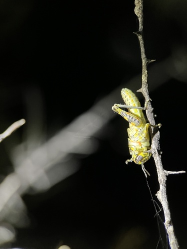 Red-lined Grasshopper photo 2