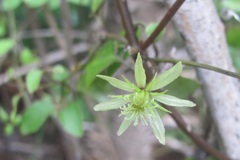 Clematis cunninghamii