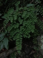 Adiantum amplum
