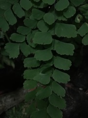 Adiantum amplum