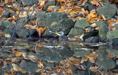 Motacilla cinerea