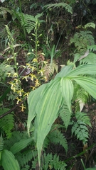 Cephalantheropsis obcordata