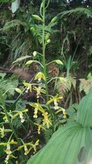 Cephalantheropsis obcordata