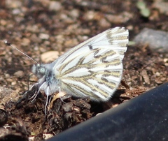 Pontia sisymbrii