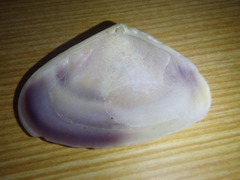 Latona deltoides
