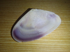 Latona deltoides