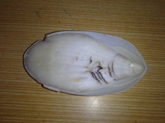 Sepia mestus