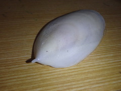 Sepia mestus