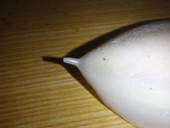 Sepia mestus