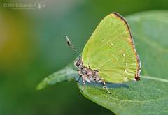 Cyanophrys herodotus