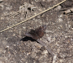 Erynnis pacuvius
