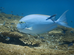 Acanthurus mata