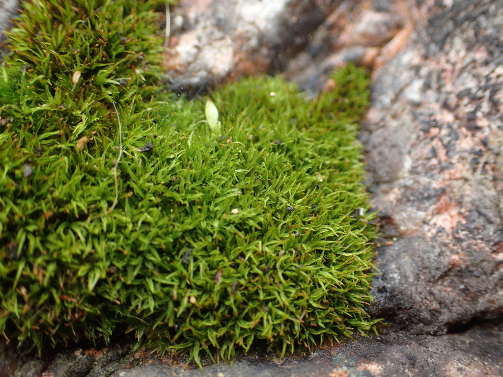 joint-toothed mosses from Prowincja Nuoro, Włochy on May 16, 2023 at 01 ...