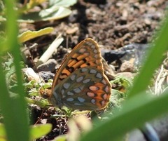 Speyeria callippe nevadensis