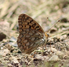 Speyeria callippe nevadensis