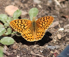 Speyeria callippe nevadensis