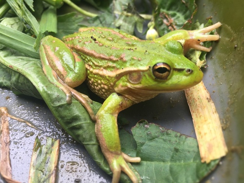 Ranoidea raniformis