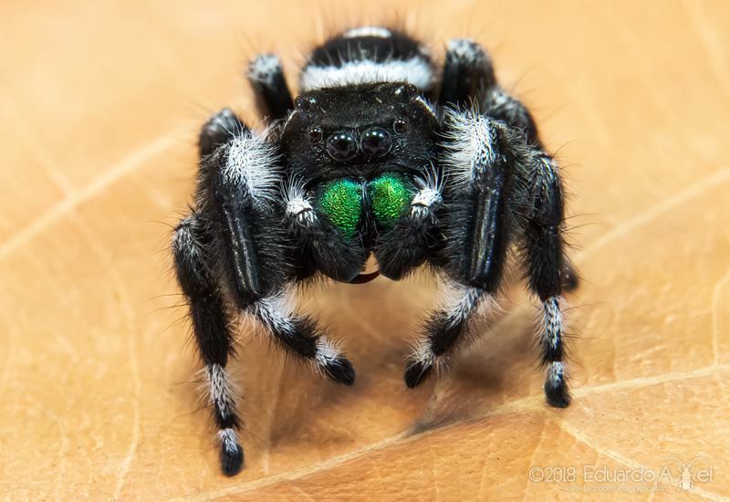 Multimedia Gallery - A bold jumping spider