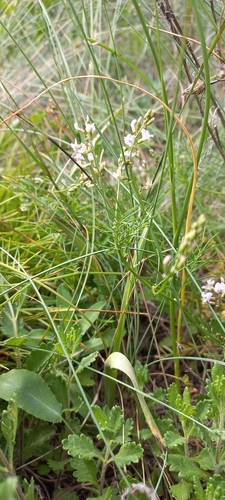 Astragalus austriacus