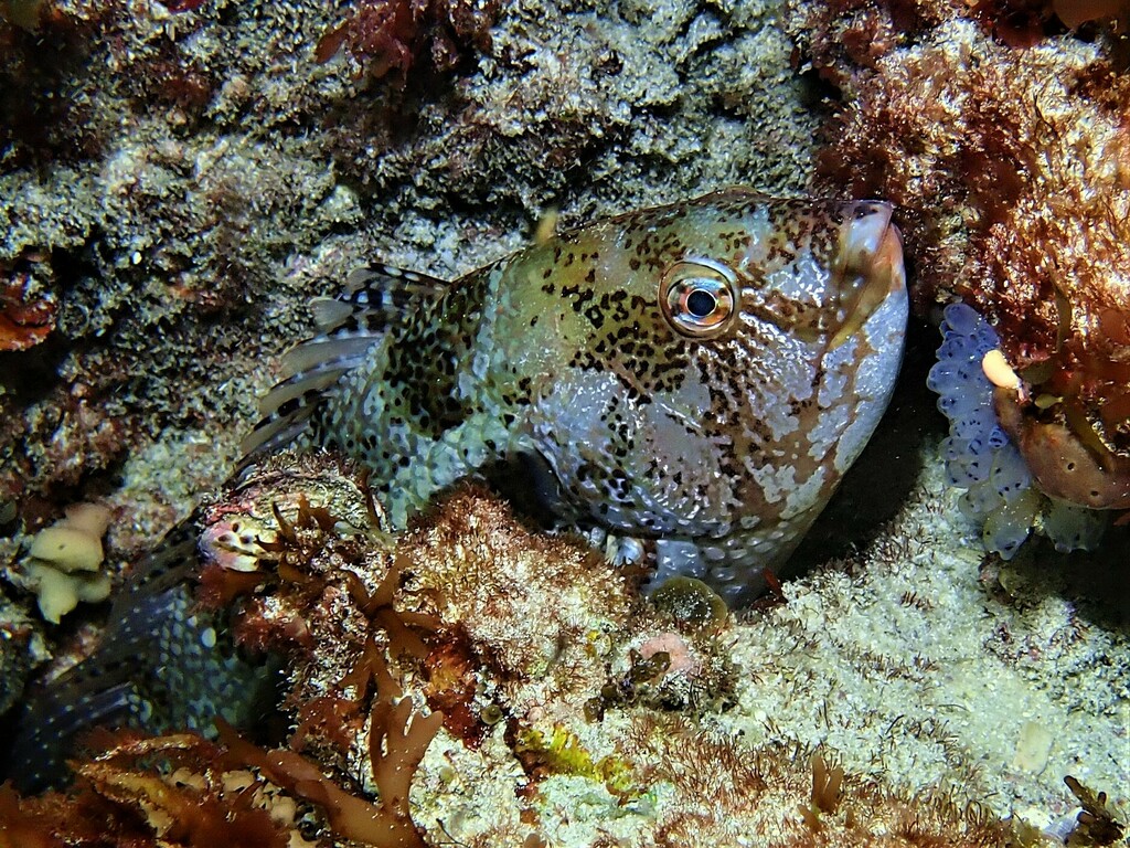 Brownspotted Wrasse from South Cottesloe Sponge Gardens, Perth WA ...