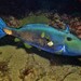 Sixspine Leatherjacket - Photo (c) J. Martin Crossley, some rights reserved (CC BY-NC-SA), uploaded by J. Martin Crossley
