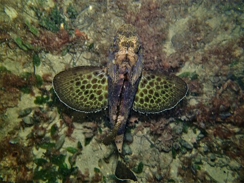 Bighead gurnard perch (Neosebastes pandus) — Neosebastidae — 5