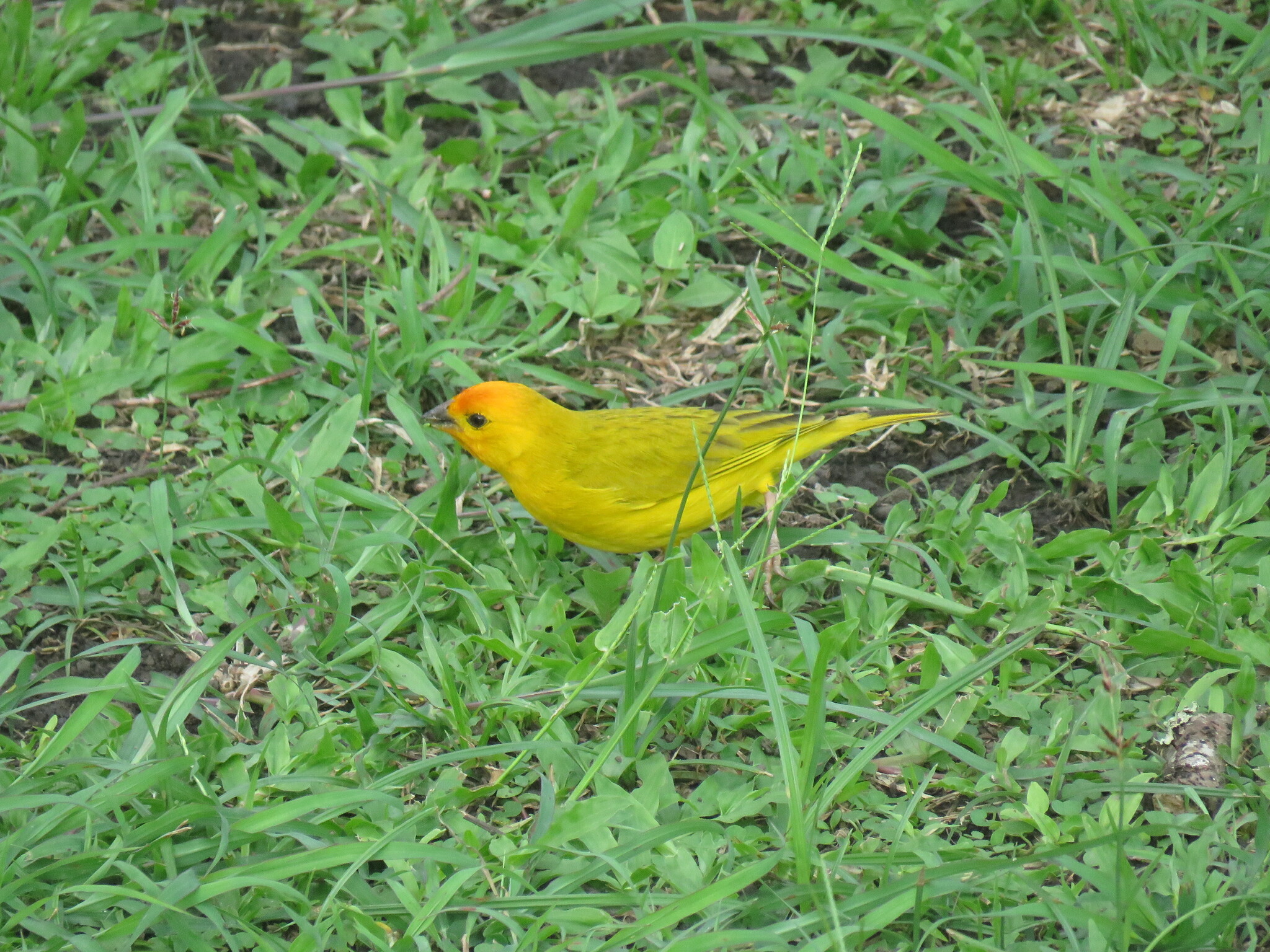 canário-da-terra, chirigüe azafranado, saffron finch, sicale bouton-d'or
