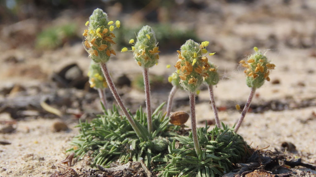 Plantago almogravensis