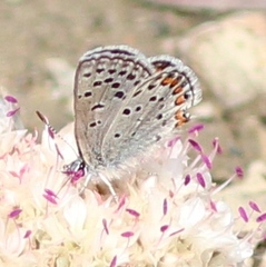 Icaricia lupini