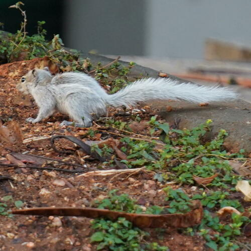 Indian Palm Squirrel