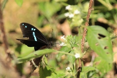 Papilio nireus pseudonireus