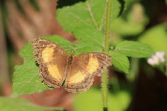 Junonia terea