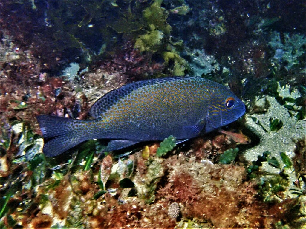 Goldspotted Sweetlips From South Cottesloe Sponge Gardens, Perth Wa 