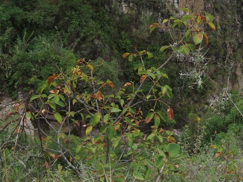 Pseudobombax cajamarcanus