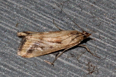 Achyra massalis