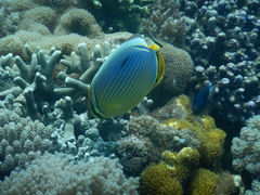 Chaetodon trifasciatus