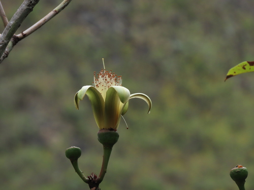 Pseudobombax cajamarcanus