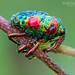 Water, Rove, Scarab, Long-horned, Leaf, and Snout Beetles - Photo (c) Eduardo Axel Recillas Bautista, some rights reserved (CC BY-NC), uploaded by Eduardo Axel Recillas Bautista