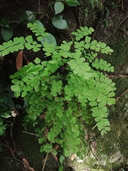 Adiantum amplum