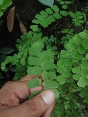 Adiantum amplum