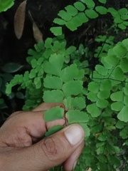 Adiantum amplum