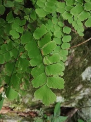 Adiantum amplum