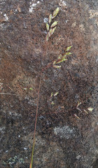 Poa pusilla