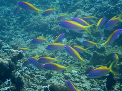 Mirolabrichthys evansi