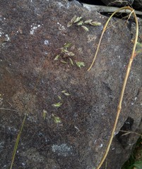 Poa pusilla