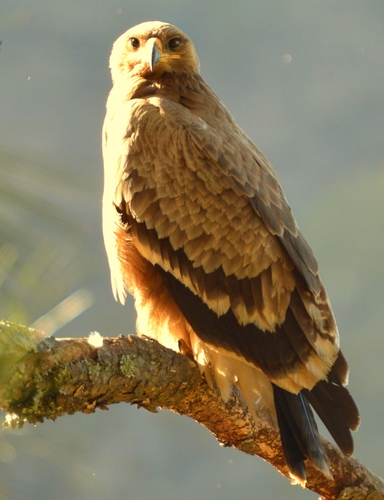 Steppe Eagle