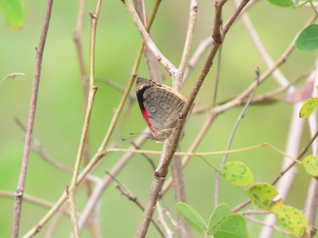Diaethria ceryx